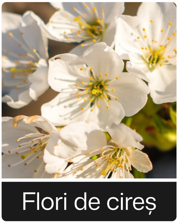 Flori de cires